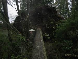 Downed trees in Stanley Park Amie near base with white unbrella 